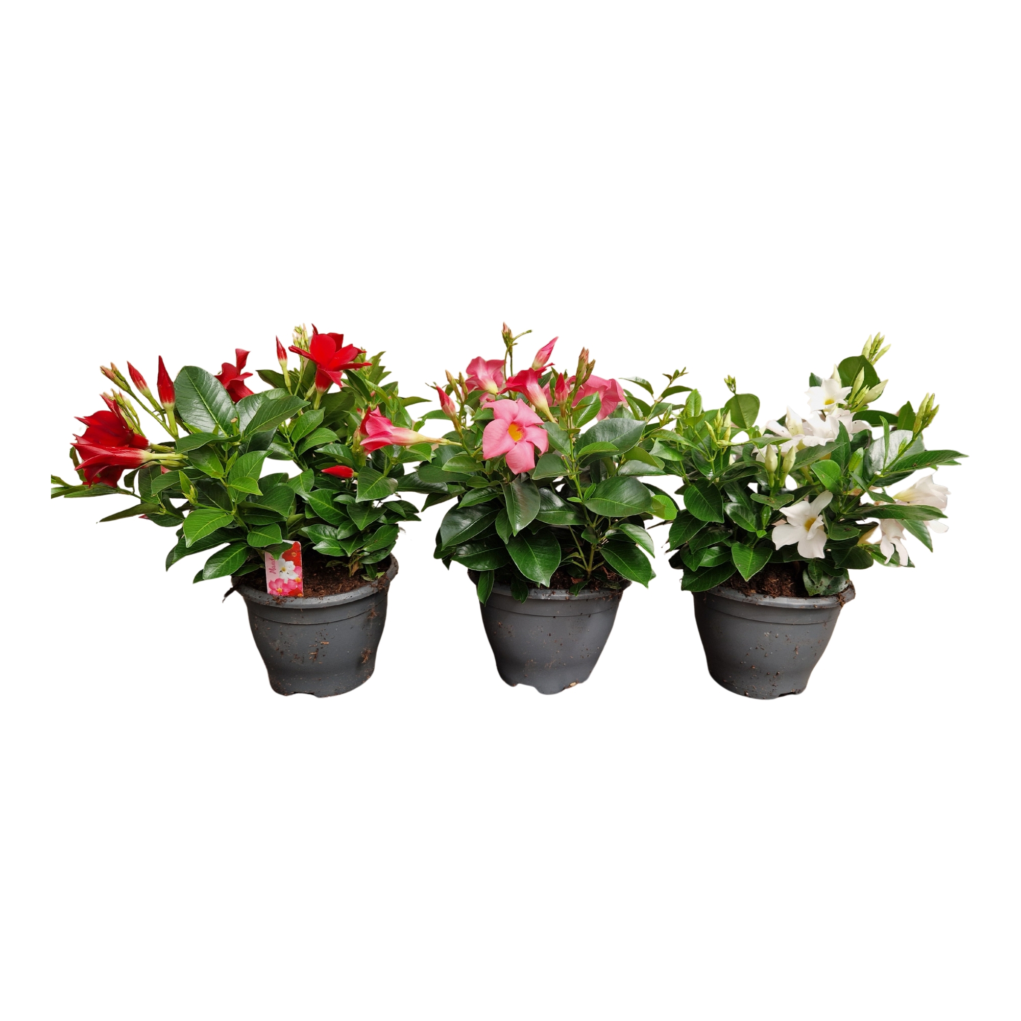 Горшечные цветы и растения оптом Mandevilla Rio, 5+ Stek Per Pot 1 Kleur Per Pot от 6шт из Голландии с доставкой по России