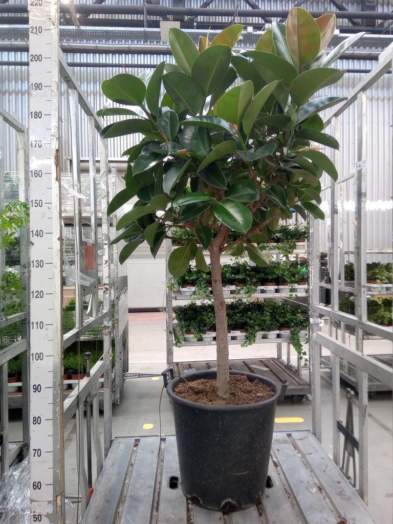 Горшечные цветы и растения оптом Ficus El Robusta On Stem от 1шт из Голландии с доставкой по России