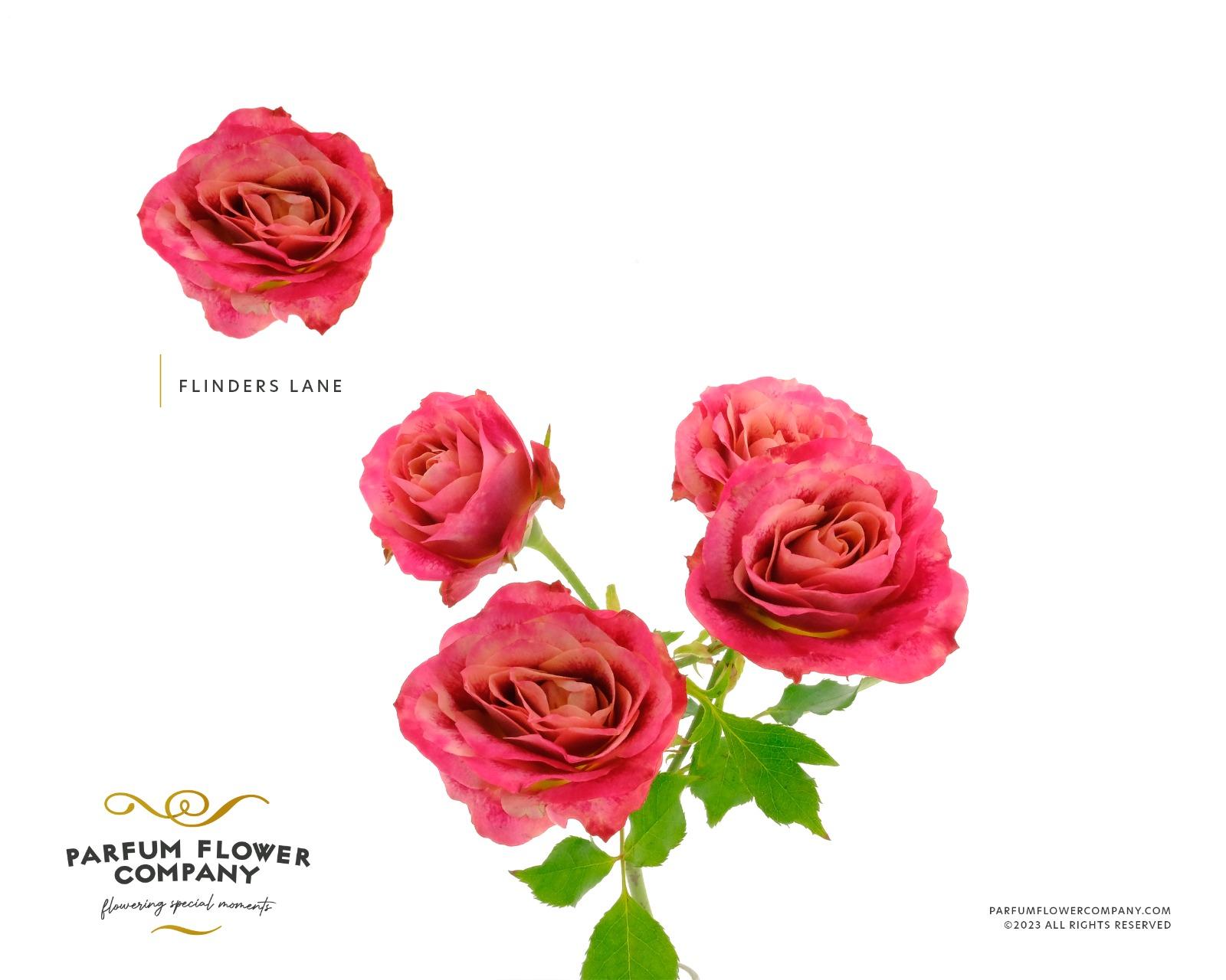 Срезанные цветы оптом Rosa spray flinders lane от 24шт из Голландии с доставкой по России