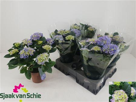 Горшечные цветы и растения оптом Hydrangea Hi Halo Blue 8-10 Bloemen+ от 5шт из Голландии с доставкой по России