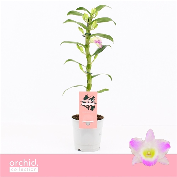 Горшечные цветы и растения оптом Dendr Nob 1st Pandora Compact Orchid Collection от 10шт из Голландии с доставкой по России