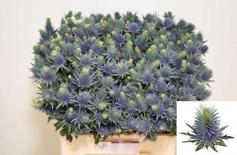 Срезанные цветы оптом Eryngium supernova от 40шт из Голландии с доставкой по России