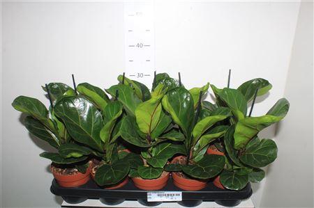 Горшечные цветы и растения оптом ** Ficus Lyrata Bambino * Spring Deal* от 10шт из Голландии с доставкой по России