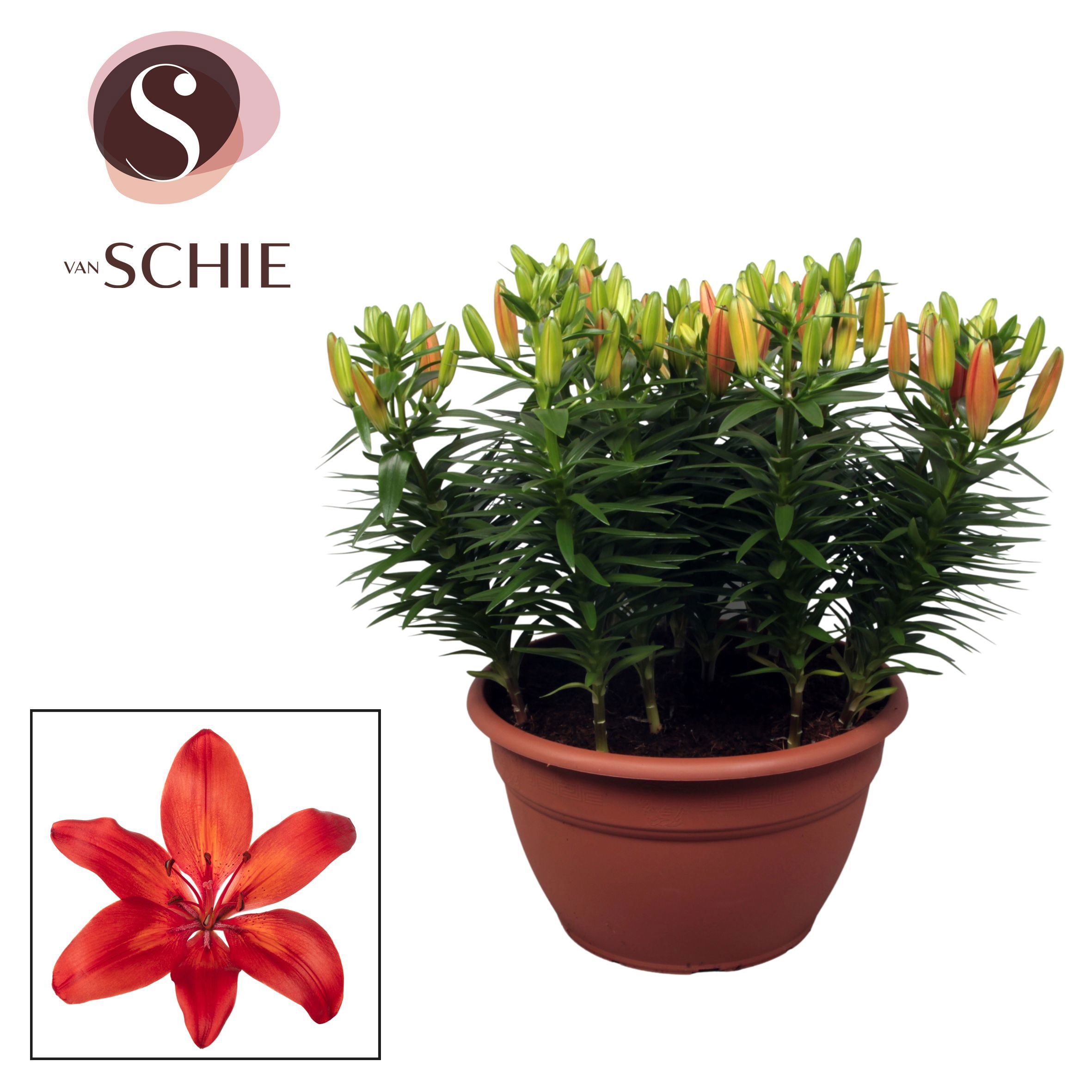 Горшечные цветы и растения оптом Lilium As Matrix Red Xl 15pp от 1шт из Голландии с доставкой по России