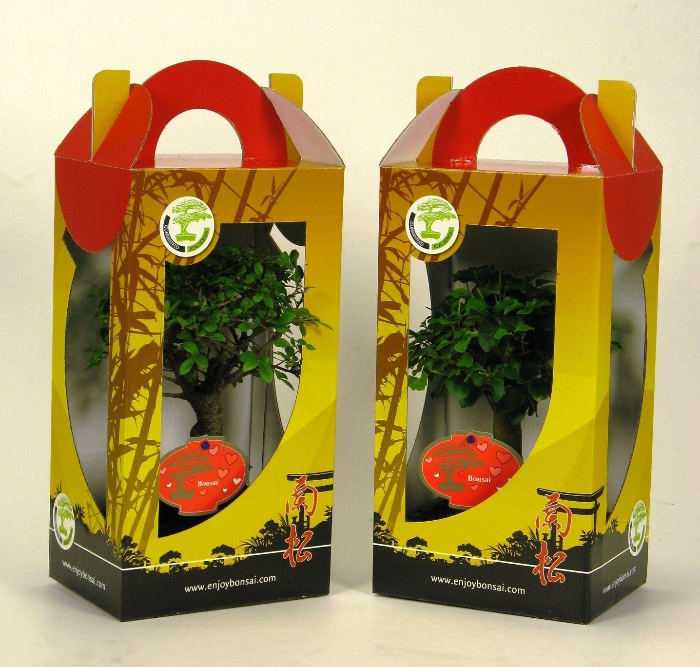 Горшечные цветы и растения оптом Bonsai Mix In Chinese Giftbox 13 Cm; With Valentin от 7шт из Голландии с доставкой по России