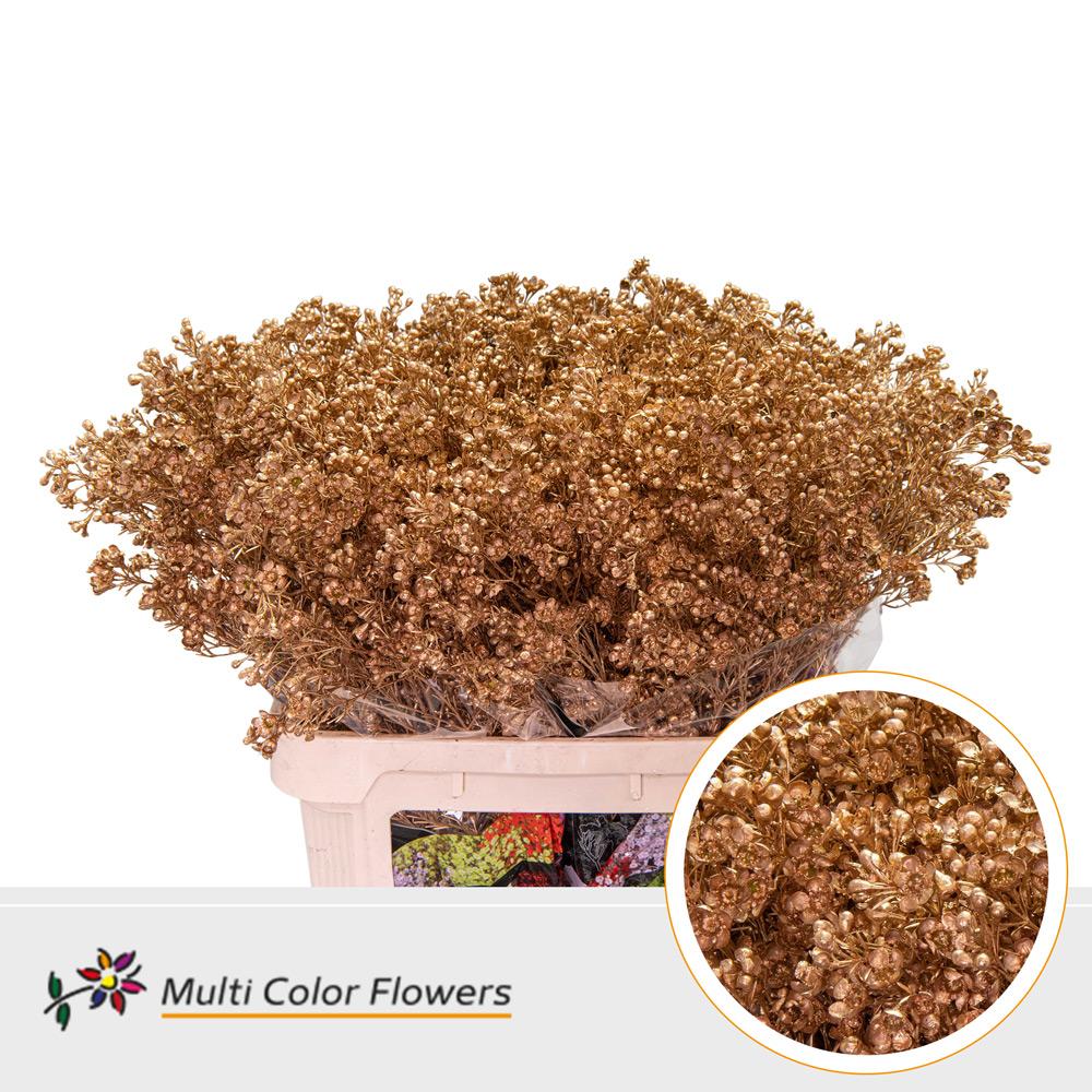 Срезанные цветы оптом Chamelaucium paint antique от 75шт из Голландии с доставкой по России