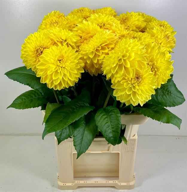 Срезанные цветы оптом Dahlia yellow bowl от 15шт из Голландии с доставкой по России