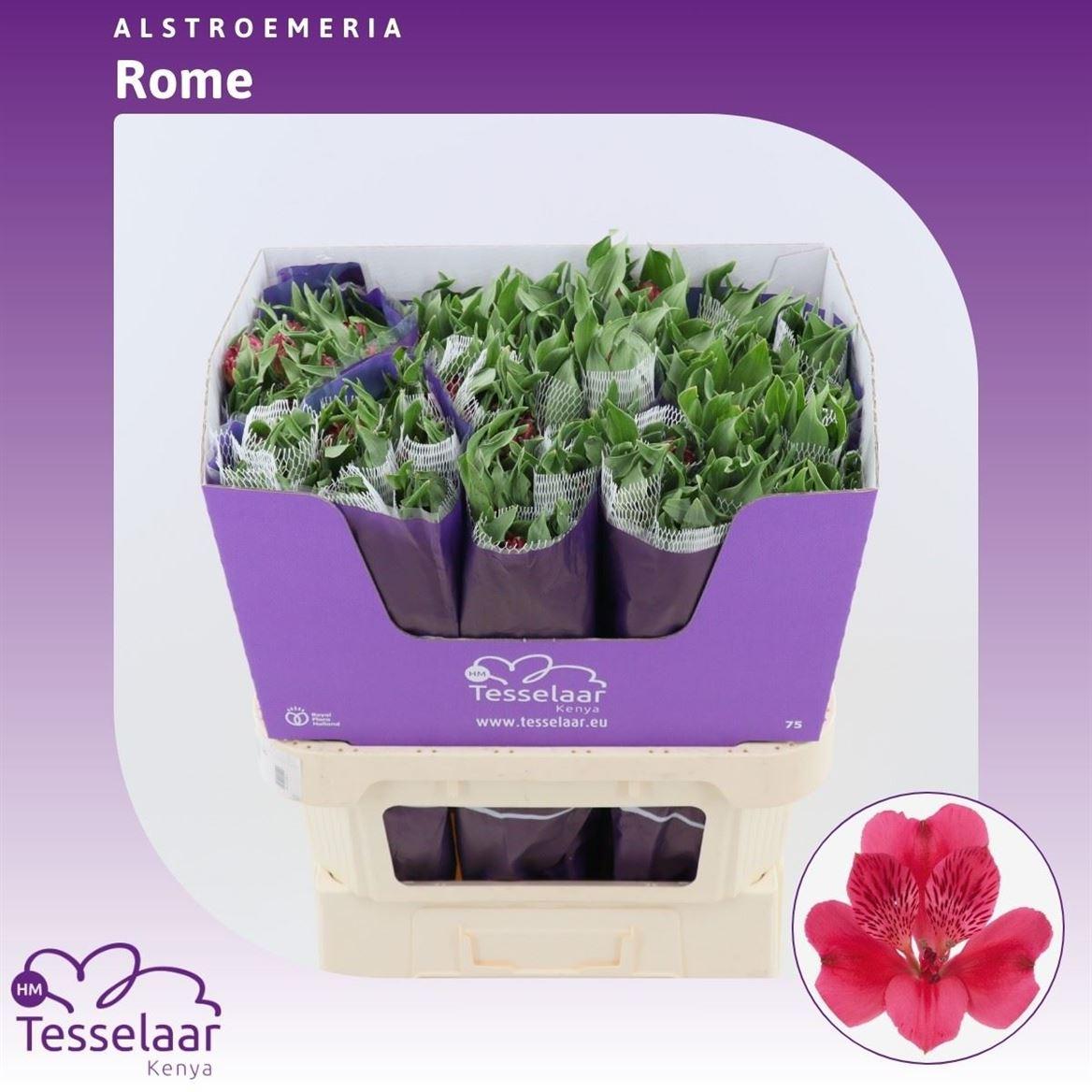 Срезанные цветы оптом Alstroemeria rome от 60шт из Голландии с доставкой по России