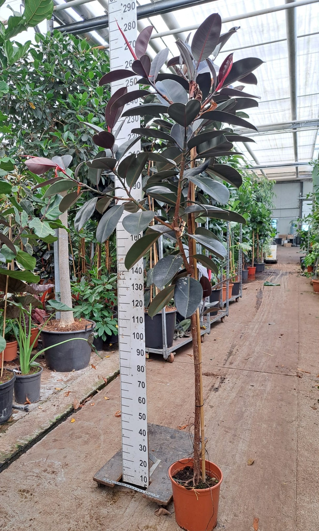 Горшечные цветы и растения оптом Ficus El Abidjan On Stem от 1шт из Голландии с доставкой по России