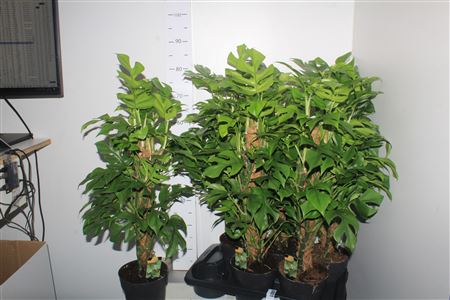 Горшечные цветы и растения оптом Monstera Minima Mostok от 6шт из Голландии с доставкой по России