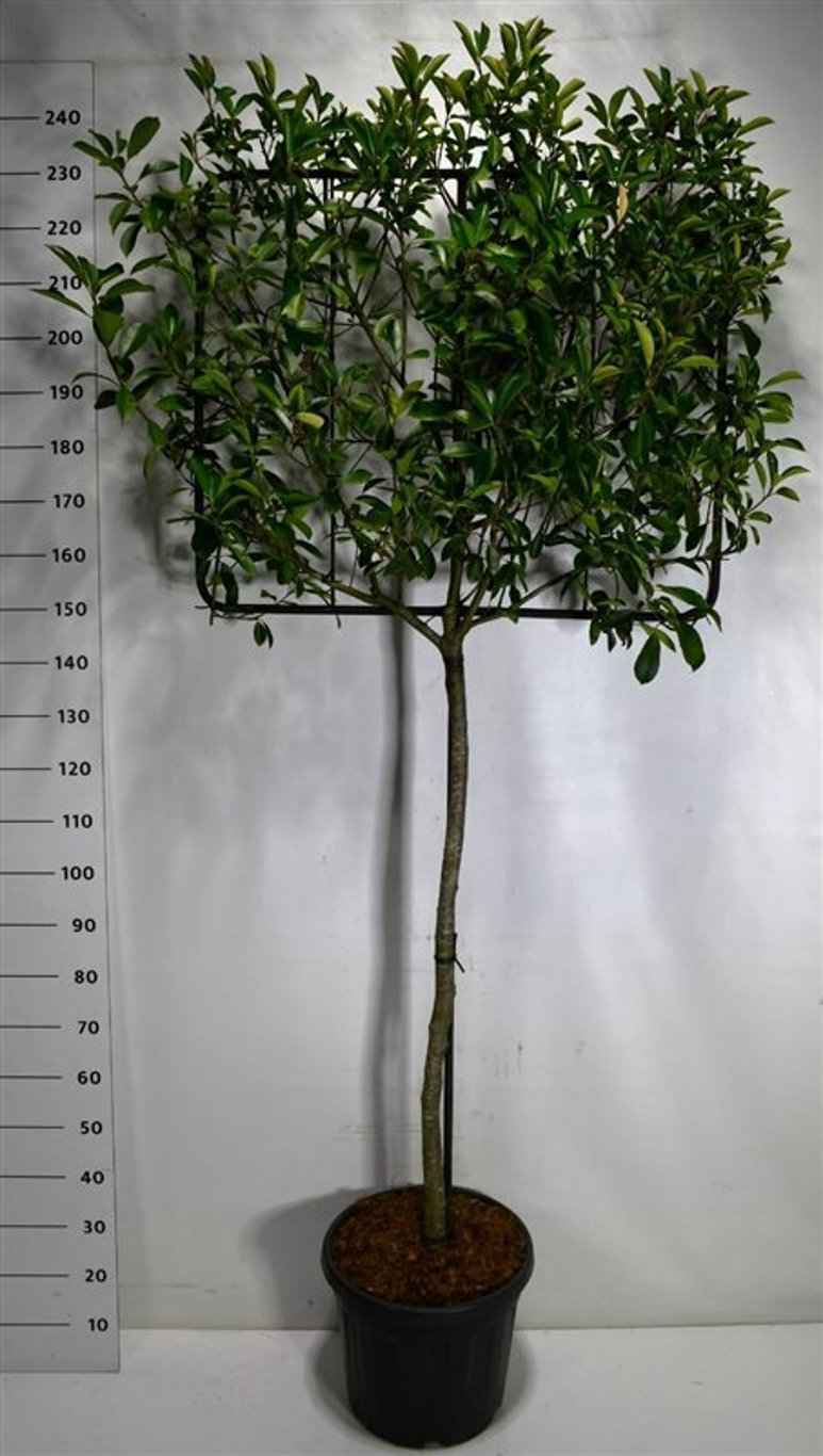 Горшечные цветы и растения оптом Photinia Fraseri Carré Rouge от 1шт из Голландии с доставкой по России
