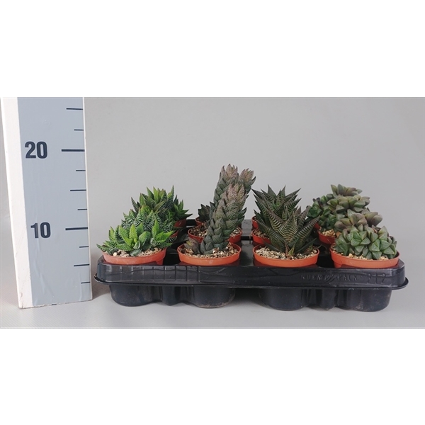 Горшечные цветы и растения оптом Haworthia Premium Mix от 12шт из Голландии с доставкой по России