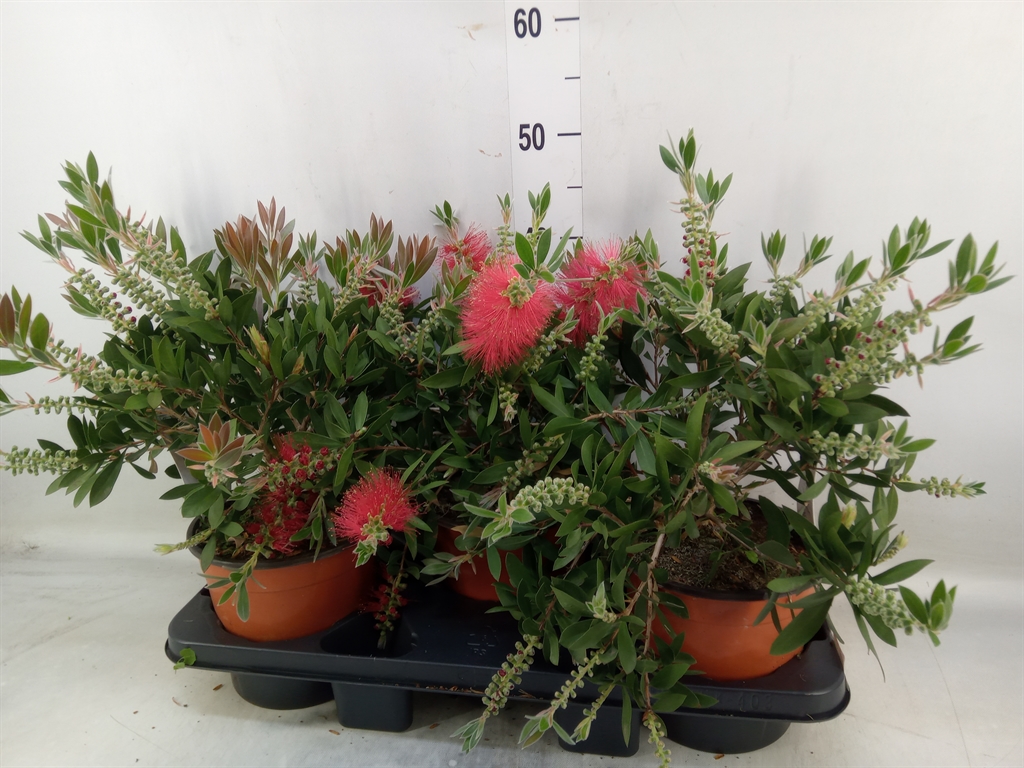 Горшечные цветы и растения оптом Callistemon Citrinus от 3шт из Голландии с доставкой по России
