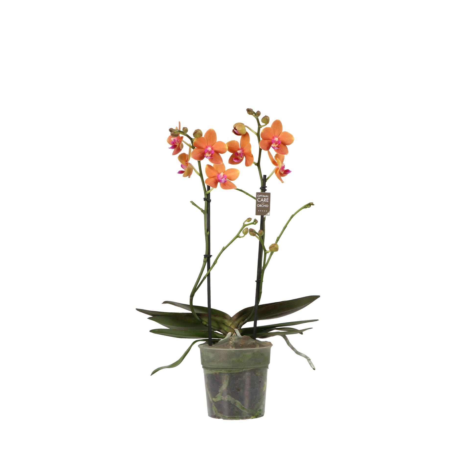 Горшечные цветы и растения оптом Phal 2st Paprika (opti) от 10шт из Голландии с доставкой по России