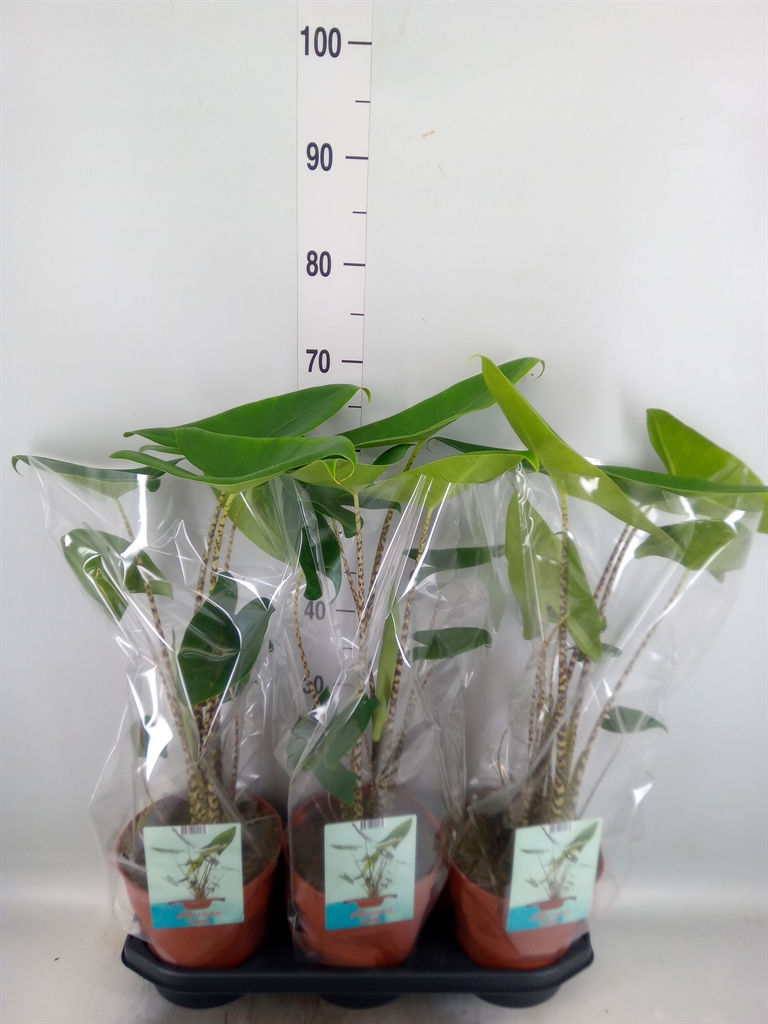 Горшечные цветы и растения оптом Alocasia Zebrina от 3шт (для телеги) из Голландии с доставкой по России