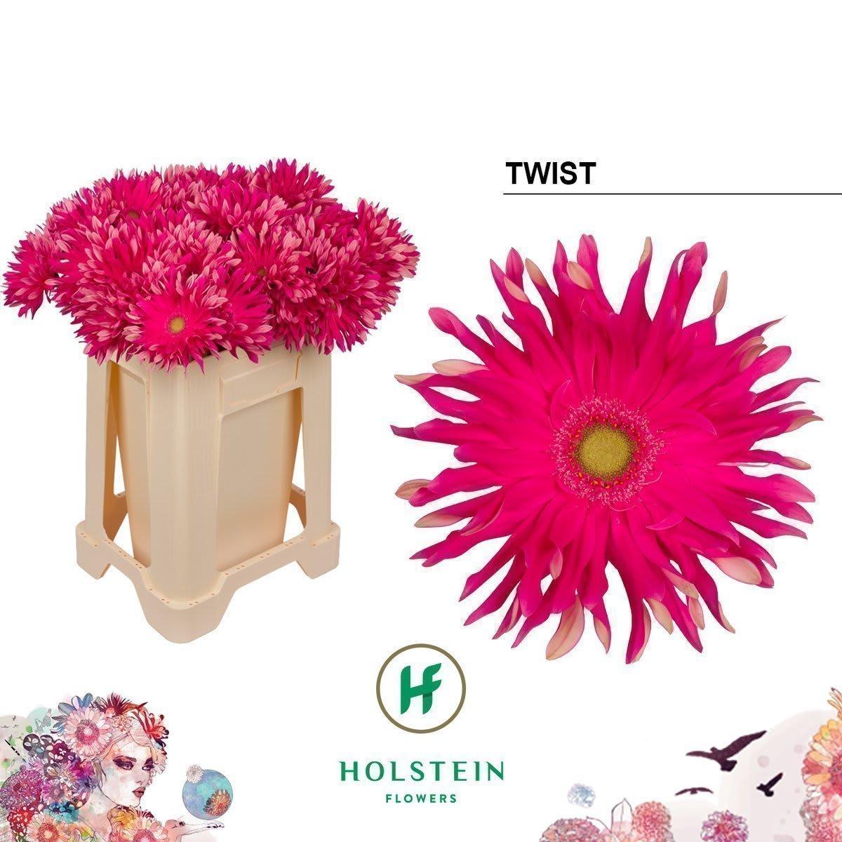 Срезанные цветы оптом Gerbera gerpasta twist от 50шт из Голландии с доставкой по России