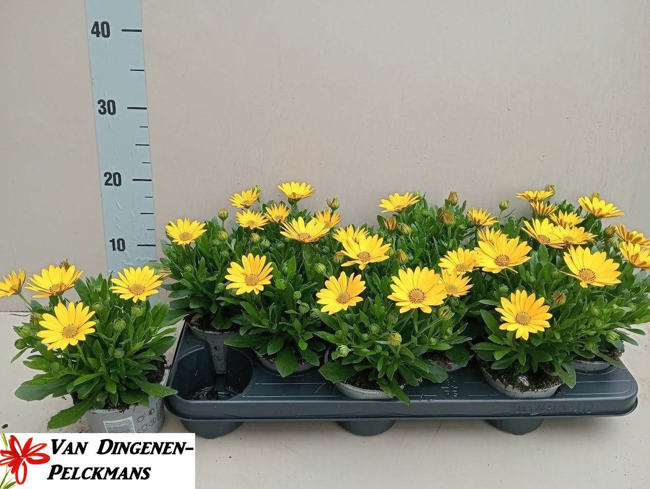 Горшечные цветы и растения оптом Osteo Fp Pure Yellow от 12шт из Голландии с доставкой по России