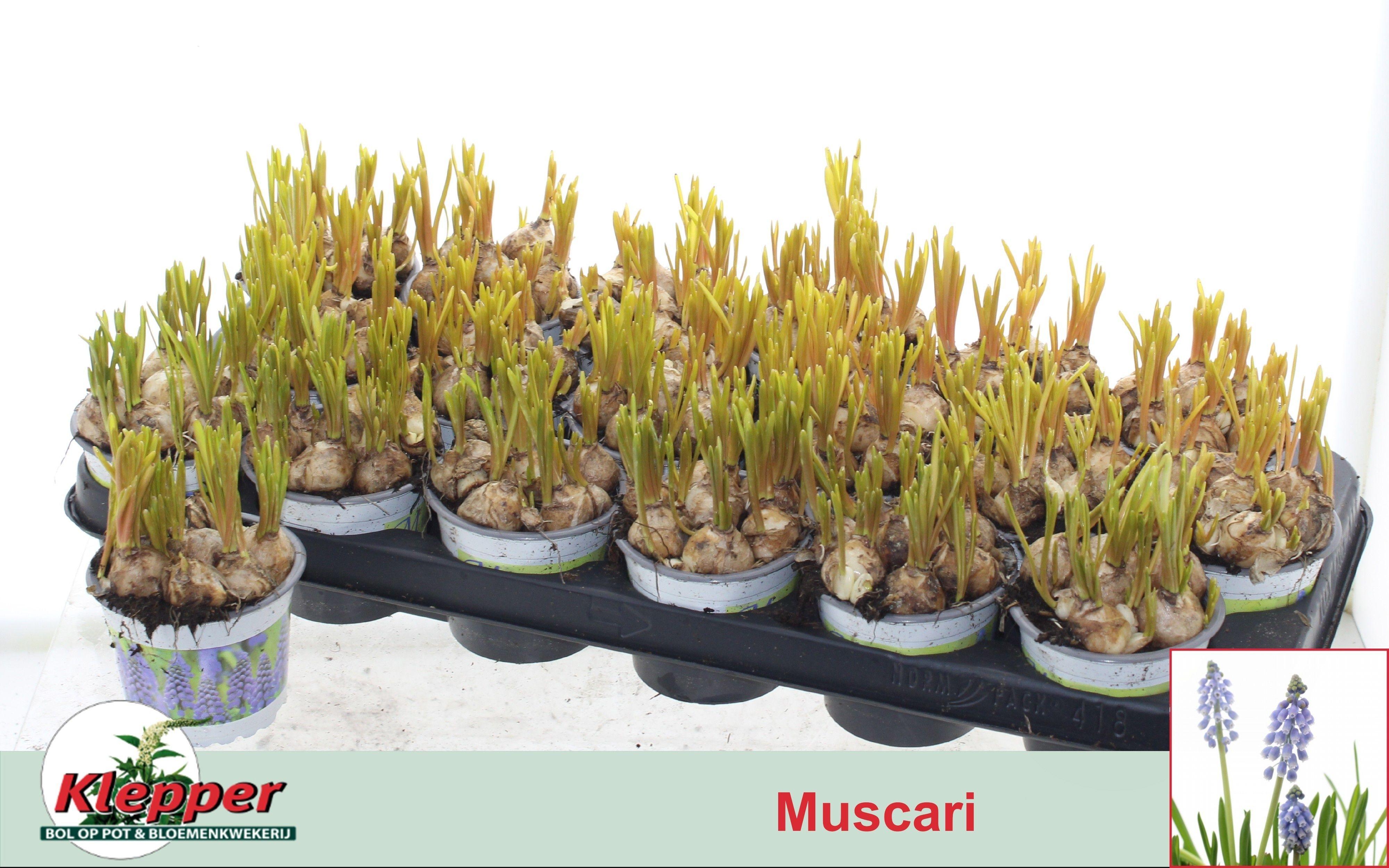 Горшечные цветы и растения оптом Muscar Early Bird от 18шт (для телеги) из Голландии с доставкой по России