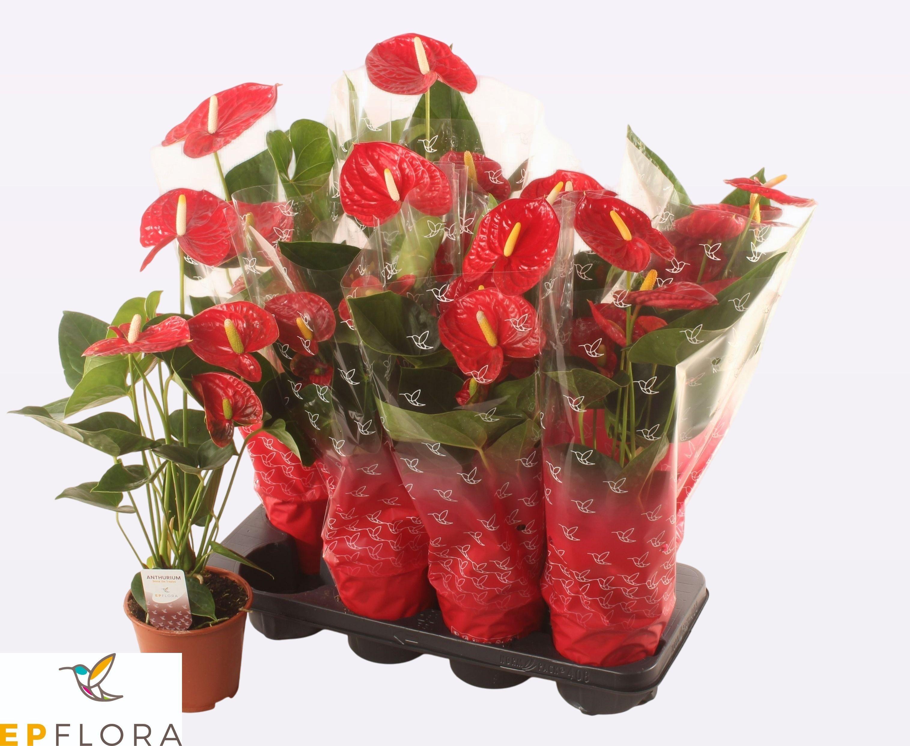 Горшечные цветы и растения оптом Anthu A Jambo Red от 8шт из Голландии с доставкой по России