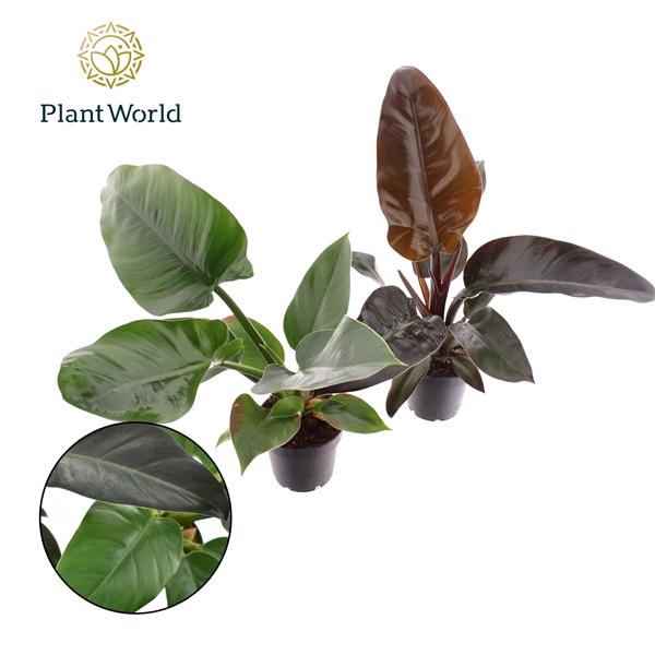 Горшечные цветы и растения оптом Philodendron Mix Imperial Green & Red от 10шт из Голландии с доставкой по России