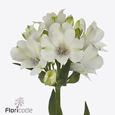 Срезанные цветы оптом Alstroemeria annabelle от 60шт. из Голландии с доставкой по России