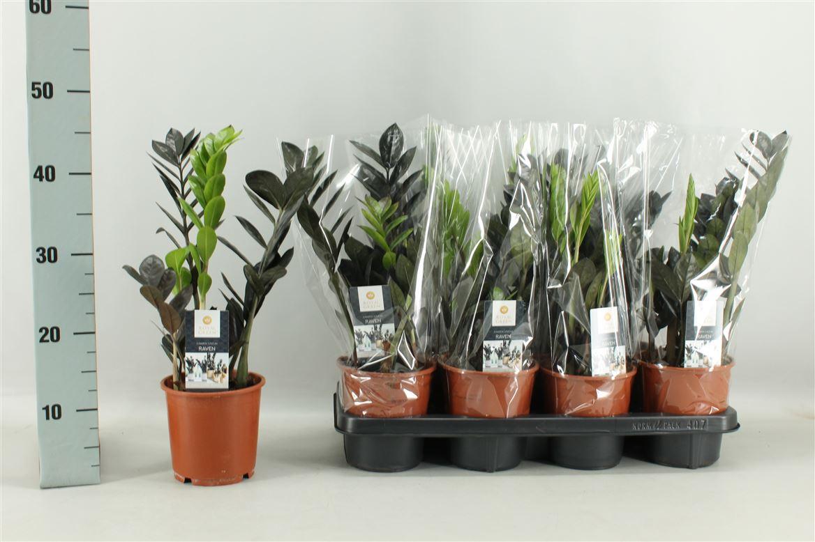 Горшечные цветы и растения оптом Zamioculcas Raven 3+ от 7шт из Голландии с доставкой по России