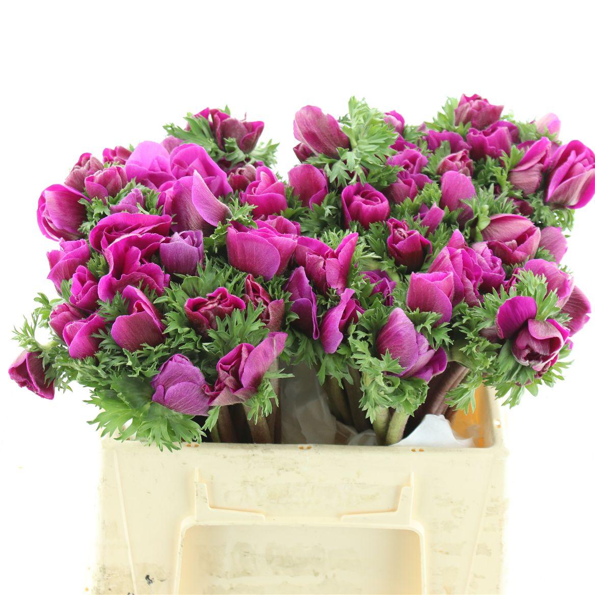 Срезанные цветы оптом Anemone mistral plus fuchsia от 100шт из Голландии с доставкой по России