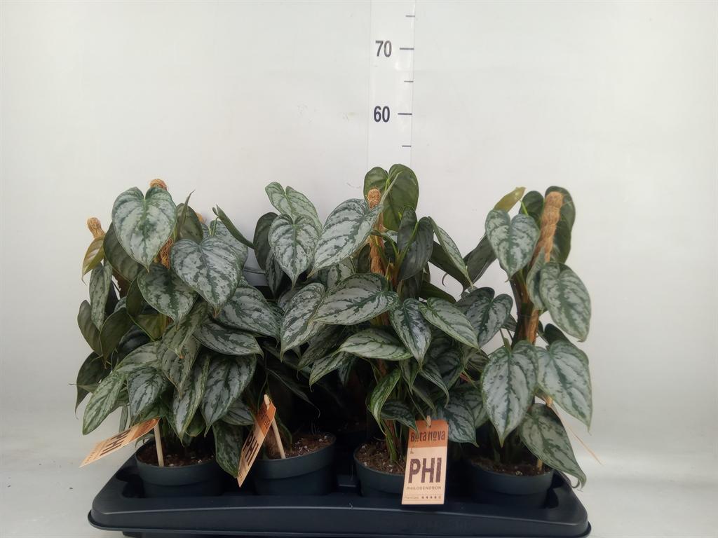 Горшечные цветы и растения оптом Philodendron Brandtianum от 8шт из Голландии с доставкой по России