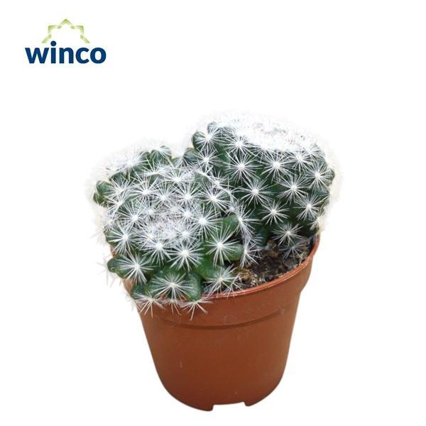 Горшечные цветы и растения оптом Mammillaria Candida от 20шт (для телеги) из Голландии с доставкой по России