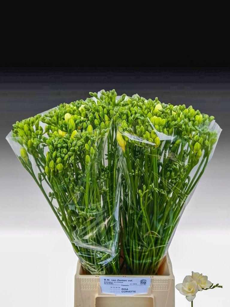 Срезанные цветы оптом Freesia do riga от 100шт из Голландии с доставкой по России