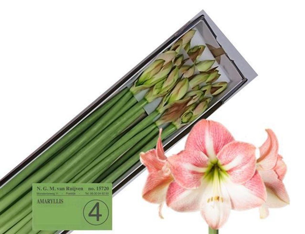 Срезанные цветы оптом Hippeastrum apple blossom от 15шт из Голландии с доставкой по России
