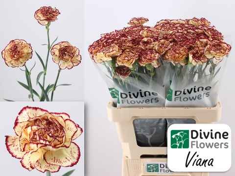 Срезанные цветы оптом Dianthus st viana от 80шт из Голландии с доставкой по России