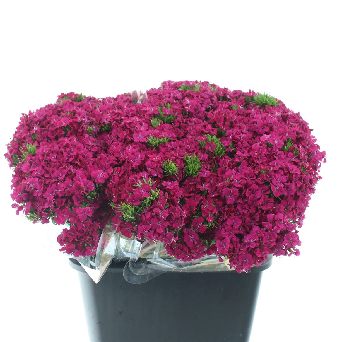 Срезанные цветы оптом Dianthus br amazon neon cherry от 150шт из Голландии с доставкой по России