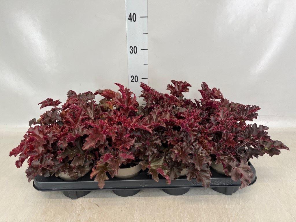 Горшечные цветы и растения оптом Heuchera ... от 10шт из Голландии с доставкой по России
