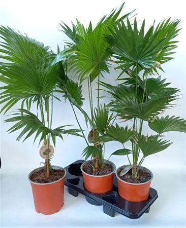Горшечные цветы и растения оптом Livistona Rotundi Punten Geknipt от 3шт из Голландии с доставкой по России