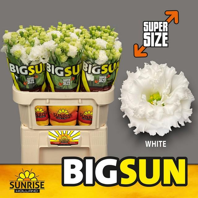 Срезанные цветы оптом Lisianthus do big sun pure white от 40шт из Голландии с доставкой по России