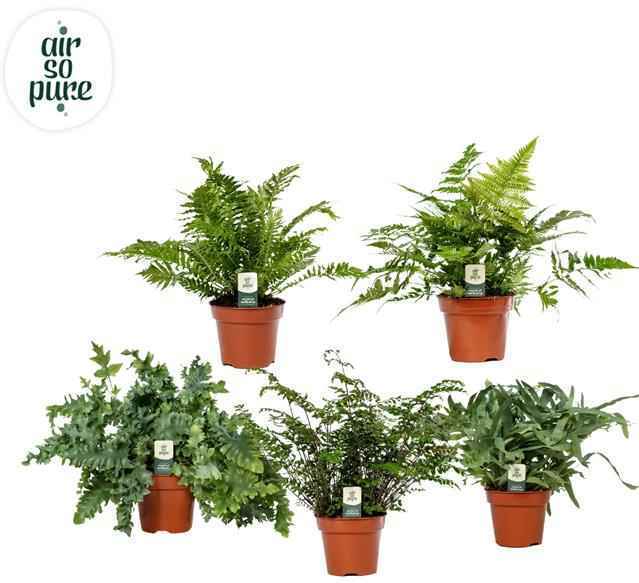 Горшечные цветы и растения оптом Varens Mix Air So Pure от 6шт из Голландии с доставкой по России