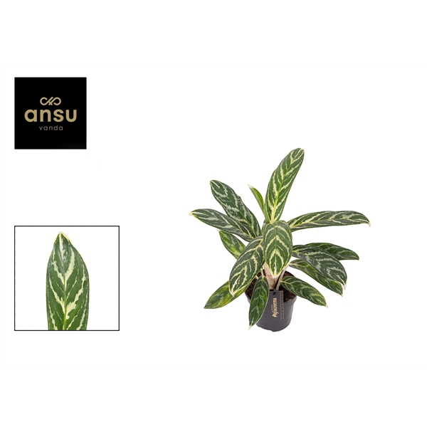 Горшечные цветы и растения оптом Aglaonema Ivy Green от 6шт из Голландии с доставкой по России