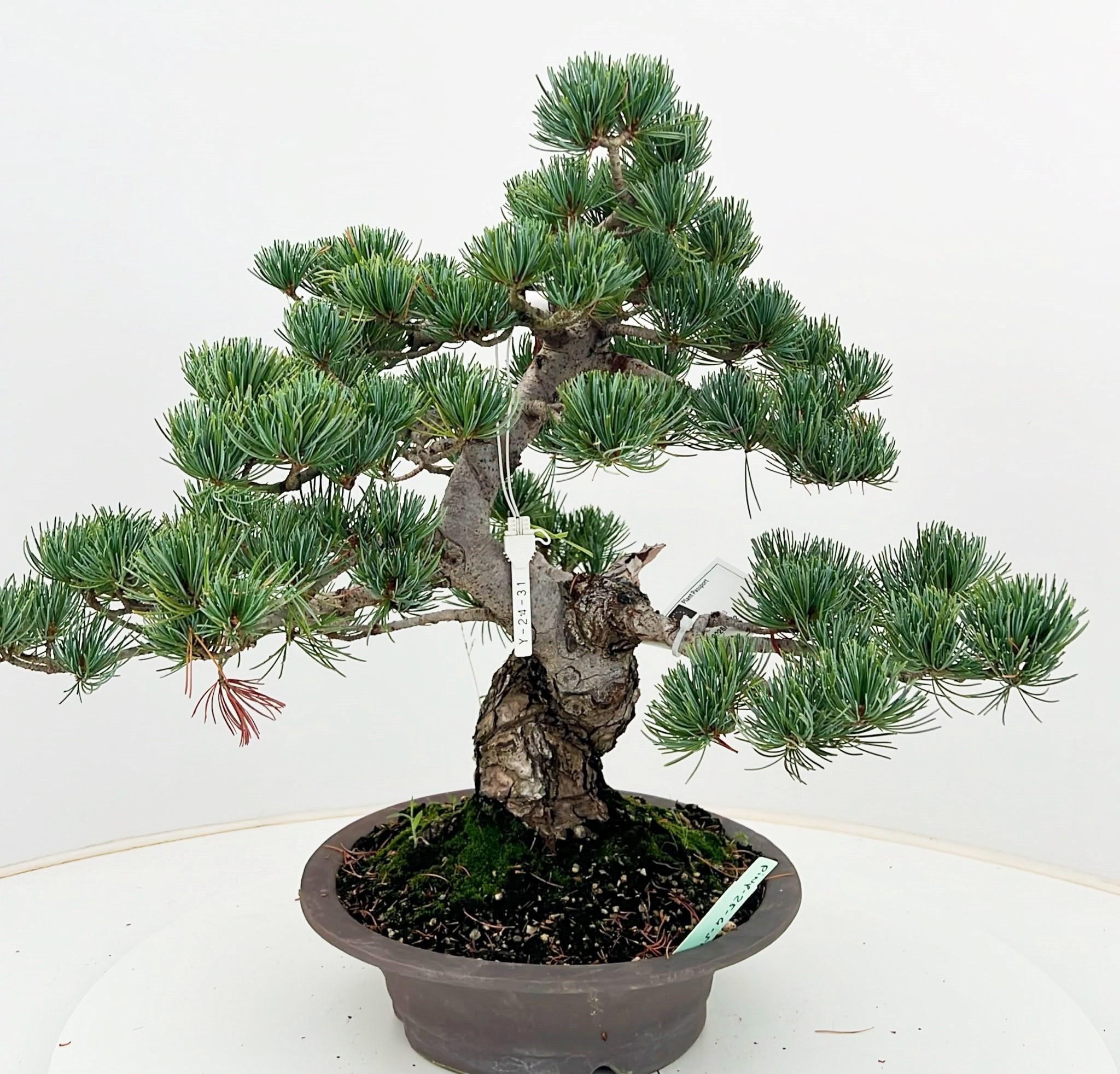 Горшечные цветы и растения оптом Pinus Parviflora, 25cm, Height 45cm. (single Item) от 1шт из Голландии с доставкой по России
