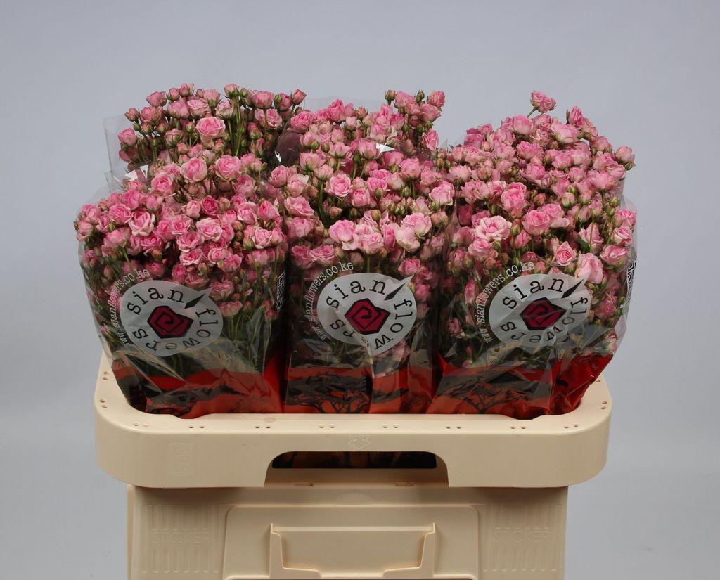Срезанные цветы оптом Rosa spray gypsy rose от 80шт из Голландии с доставкой по России