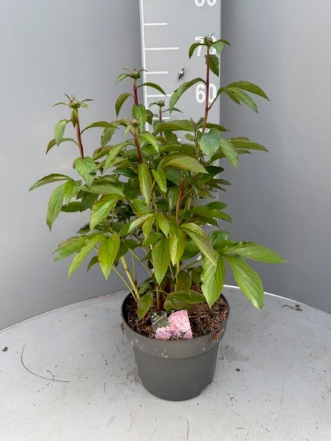 Горшечные цветы и растения оптом Paeonia L Sarah Bern от 1шт из Голландии с доставкой по России