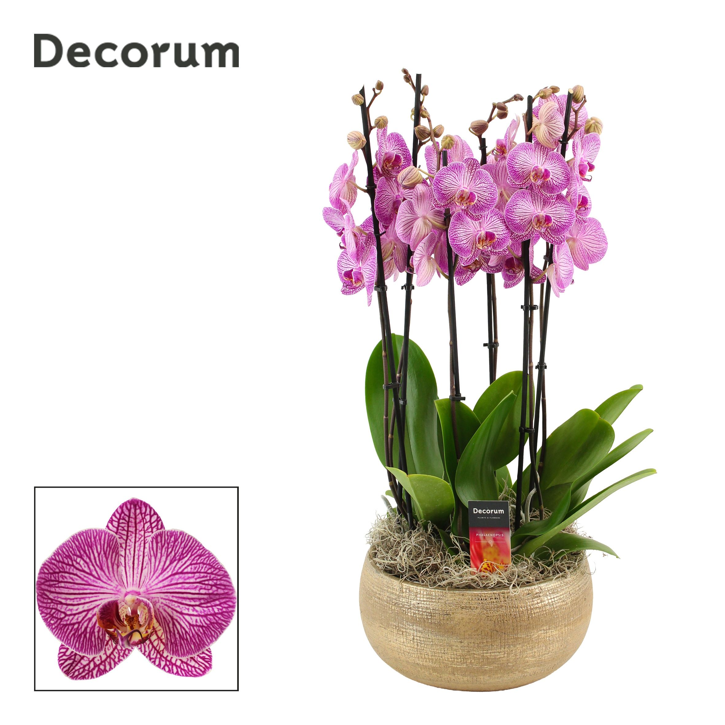 Горшечные цветы и растения оптом Phal Ov Paars от 1шт' из Голландии с доставкой по России