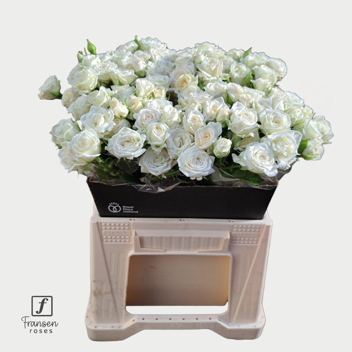 Срезанные цветы оптом Rosa spray josephine от 40шт из Голландии с доставкой по России