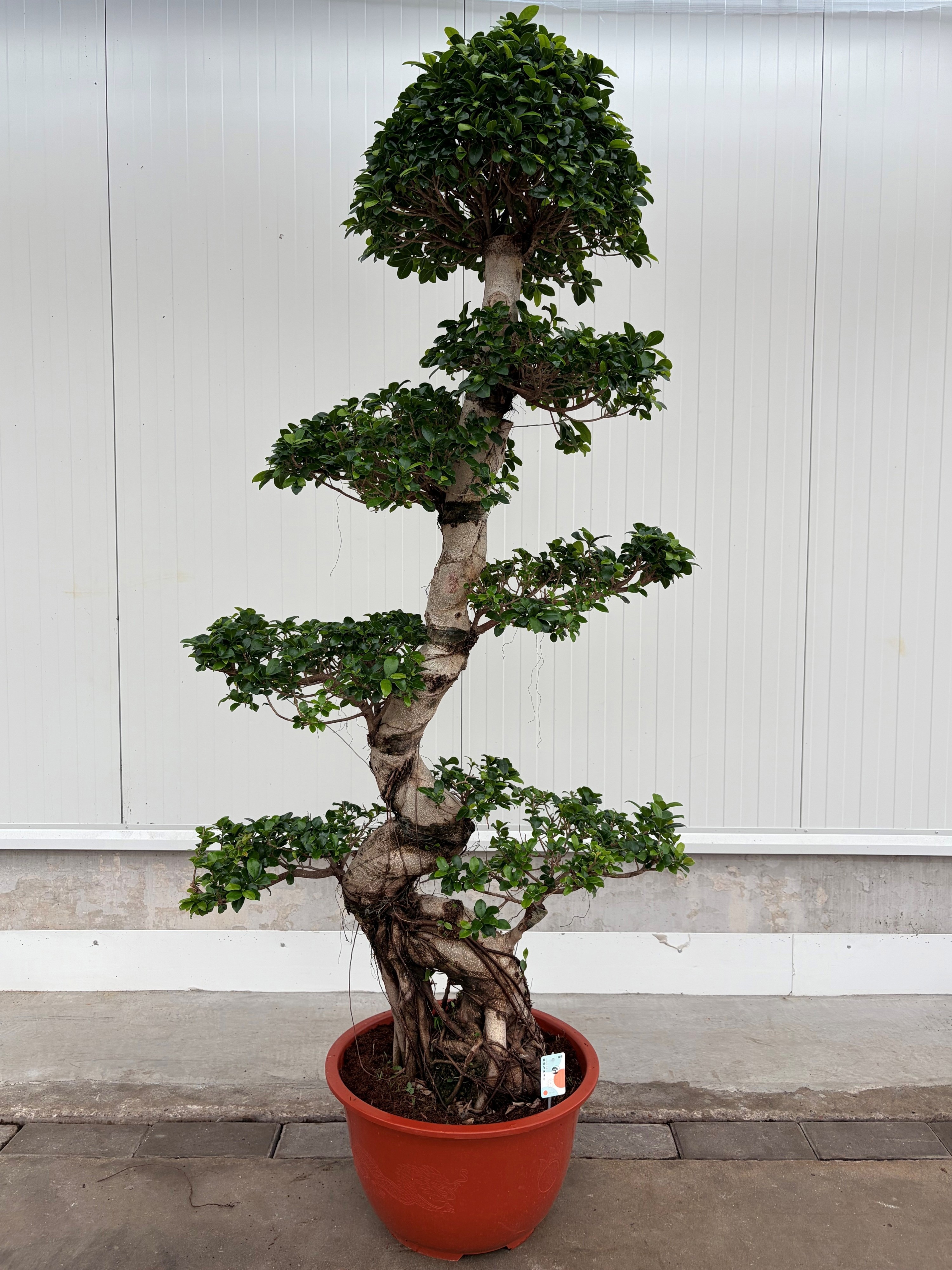 Горшечные цветы и растения оптом Ficus Ginseng S-shape Bonsai от 1шт из Голландии с доставкой по России