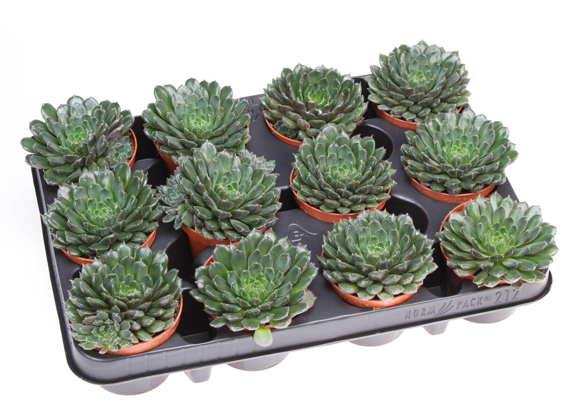 Горшечные цветы и растения оптом Echeveria   ... от 12шт (для телеги) из Голландии с доставкой по России
