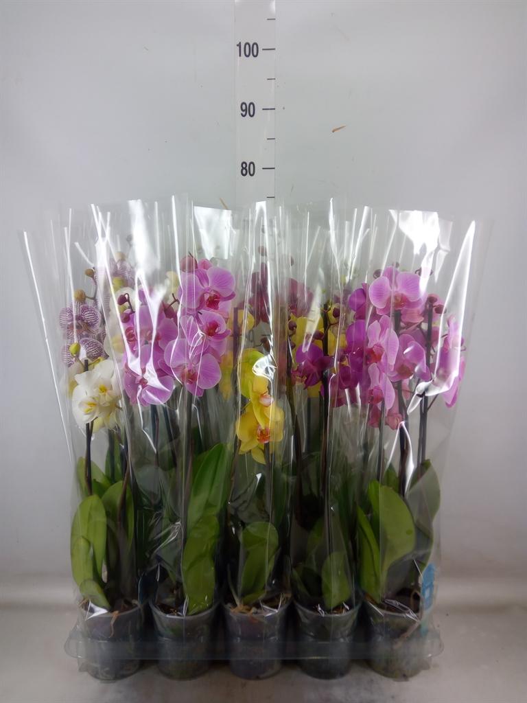 Горшечные цветы и растения оптом Phalaenopsis   ...mix  5 от 10шт из Голландии с доставкой по России
