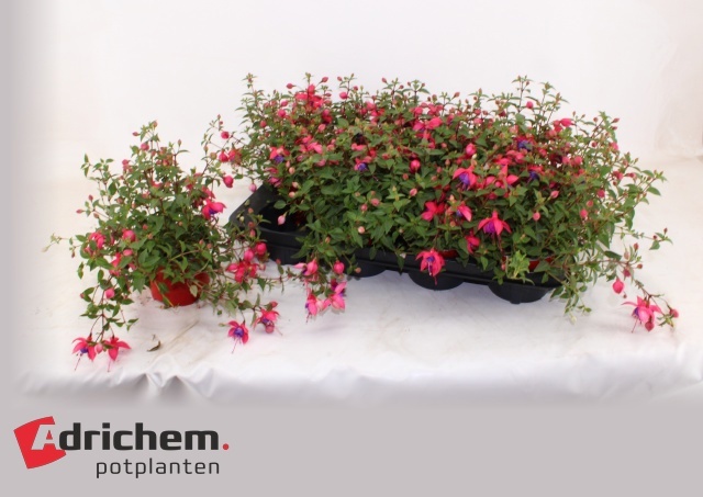 Горшечные цветы и растения оптом Fuchsia B F Maria от 8шт из Голландии с доставкой по России