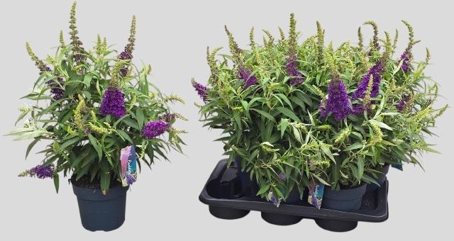 Горшечные цветы и растения оптом Budd Bfc Litt Purple от 6шт из Голландии с доставкой по России