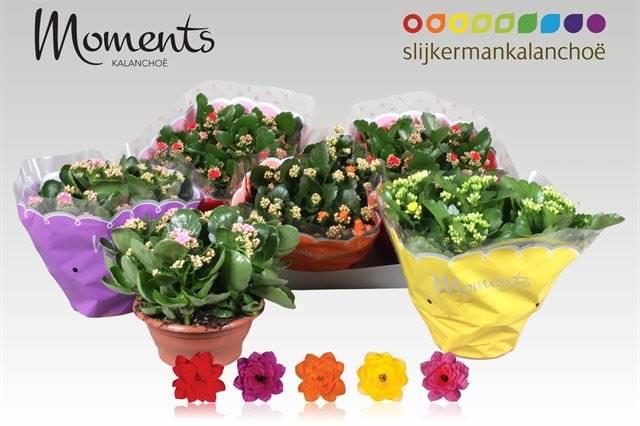 Горшечные цветы и растения оптом Kalanchoe B Ge Gemengd 5 Kl от 3шт из Голландии с доставкой по России