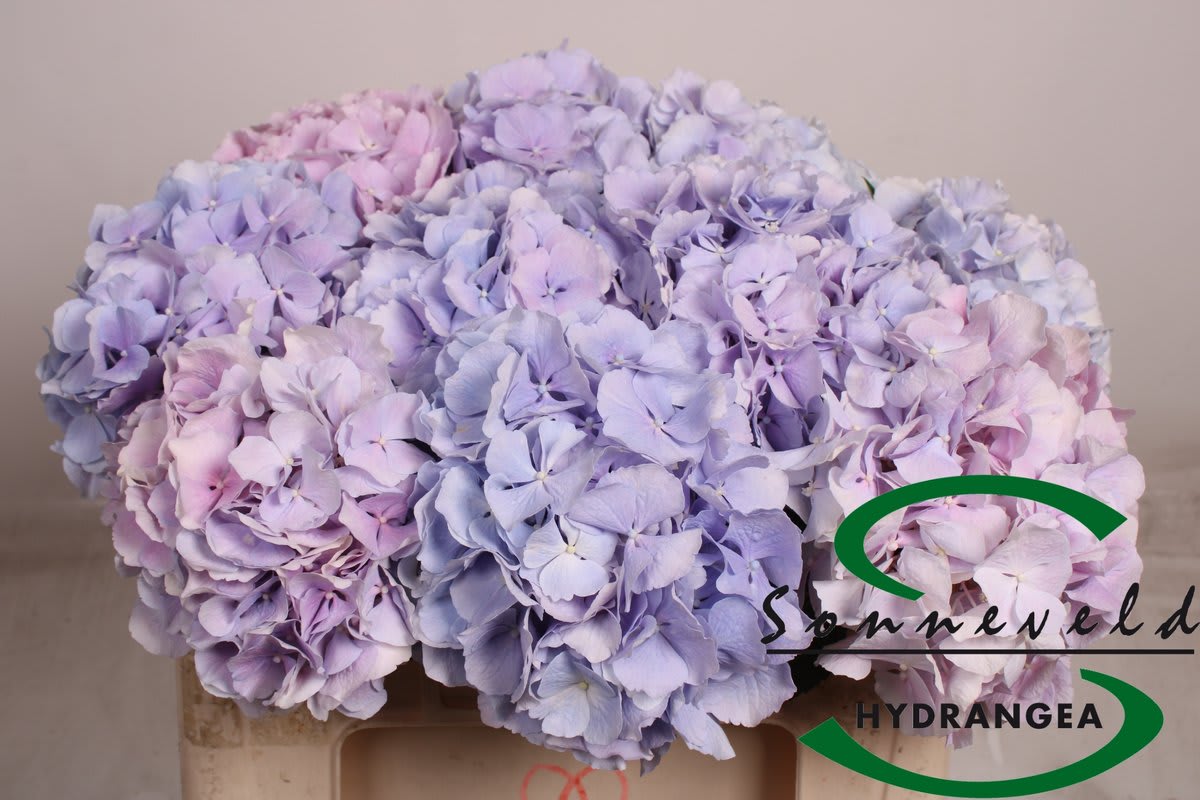 Срезанные цветы оптом Hydrangea verena blue от 10шт. из Голландии с доставкой по России